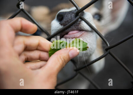 Doe behind bars Stock Photo