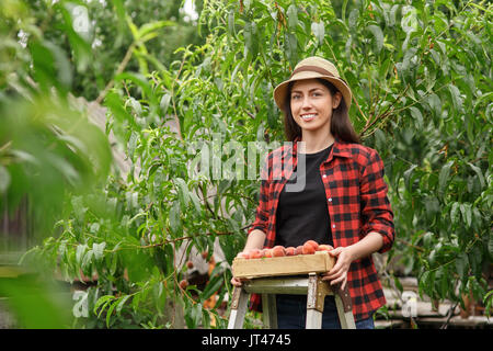 young woman farmer picking peaches from tree. Girl on the ladder in garden. Gardening, agriculture, harvest concept Stock Photo