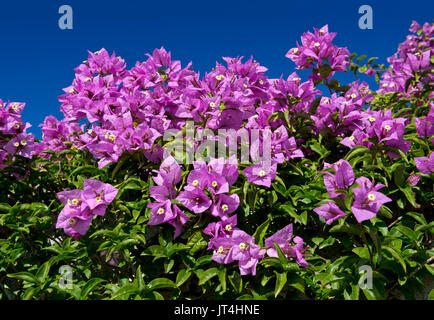 Bougainvillea in flower Stock Photo