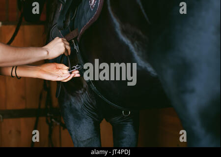 woman wears a saddle horseman Friesian horse in the stables on the farm, taking care of purebred pets Stock Photo