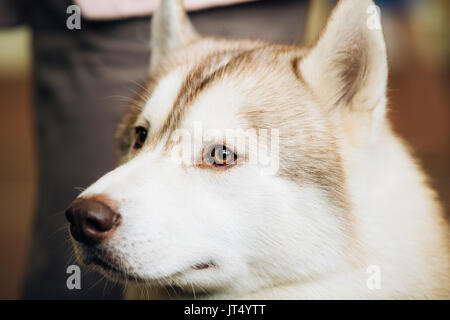 White And Red Adult Siberian Husky Dog Or Sibirsky Husky Close Up Portrait Stock Photo
