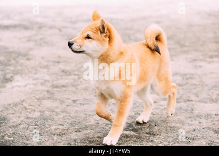 Young Japanese Small Size Shiba Inu Dog Play Outdoor At Winter Day. Stock Photo