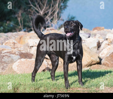 A black Labrador retriever stands on a grassy river bank. Stock Photo