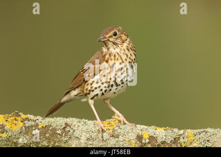 A stunning Song Thrush (Turdus philomelos) perched on a lichen covered branch. Stock Photo