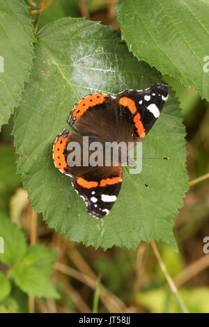 A pretty Red Admiral Butterfly (Vanessa atalanta) perched on a leaf. Stock Photo