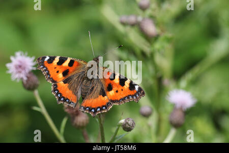 A pretty Small Tortoiseshell Butterfly (Aglais urticae) nectaring on a thistle flower. Stock Photo