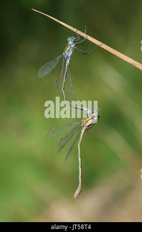 Emerald damselfly on plant stem Stock Photo - Alamy