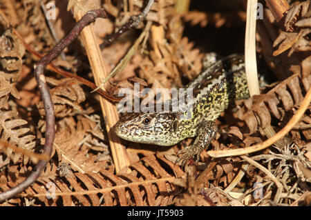 A rare Sand Lizard (Lacerta agilis) sunning itself in the undergrowth. Stock Photo
