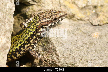 A beautiful male Wall Lizard (Podarcis muralis) poking its head out of a stone wall. Stock Photo