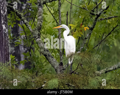 A great egret, Ardea alba perches in a tree. Stock Photo