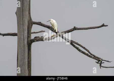 A snowy egret, Egretta thule, perches in a dead tree in northwest Louisiana. Stock Photo