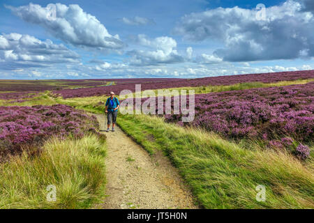 Solitary walker and carpet of purple heather, summer, Stanage Edge, Peak District, Derbyshire Stock Photo