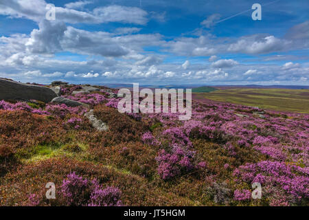 Carpet of purple heather, summer, Stanage Edge, Peak District, Derbyshire Stock Photo