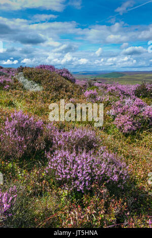 Carpet of purple heather, summer, Stanage Edge, Peak District, Derbyshire Stock Photo