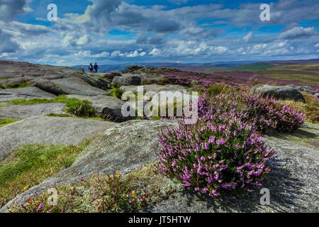 Carpet of purple heather, summer, Stanage Edge, Peak District, Derbyshire Stock Photo