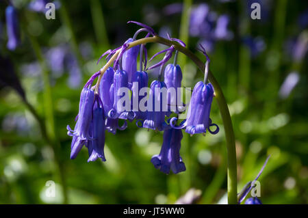 Bluebell close up of individual flowers in English woodland Stock Photo