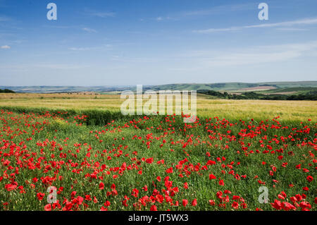 Wild poppies growing along the South Downs Way in Sussex Stock Photo