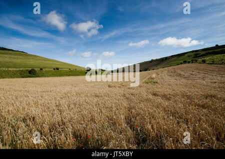 Wheat field framed by green rolling hills in Castle Hill National Nature Reserve in Sussex, UK Stock Photo