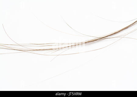 strands of human hair on white background Stock Photo