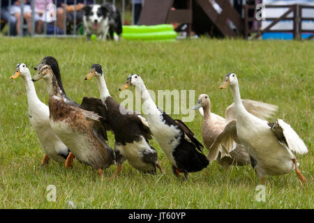 Indian Runner ducks being rounded up by a sheep dog Stock Photo