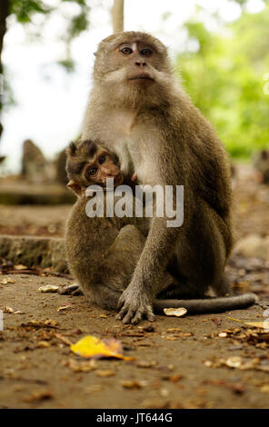 Brown macaque mother monkey sitting on the ground breastfeeding furry baby monkey who is looking at me in the wild nature. Stock Photo