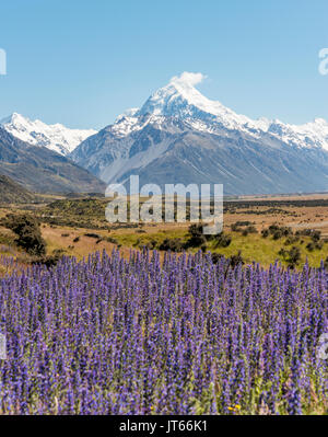 Flowering Purple Flowers, Mount Cook, Snowy Mountains, Mount Cook National Park Southern Alps, Canterbury, South Island Stock Photo