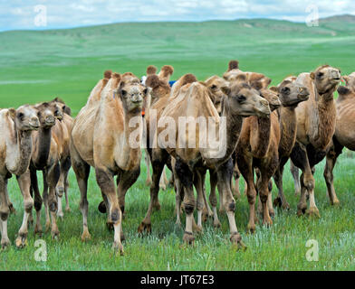 Herd of Bactrian camels (Camelus bactrianus) in the Mongolian steppe, Mongolia Stock Photo