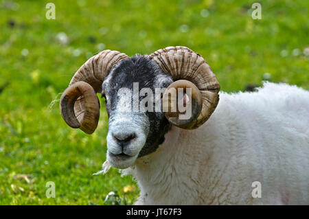 Scotland: ram in the Isle of Skye, the largest of the major islands in the Inner Hebrides. Ram's head with horns, Scottish Blackface domestic sheep Stock Photo