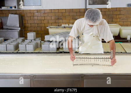 Cheese from northern France: production of Maroilles cheese, unpasteurized farm cheese. Curdling in a factory: man wearing an hygiene cap and an apron Stock Photo