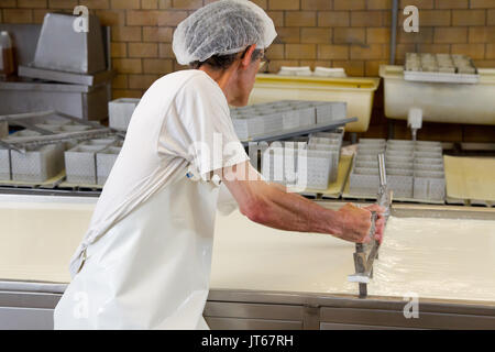 Cheese from northern France: production of Maroilles cheese, unpasteurized farm cheese. Curdling in a factory: man wearing an hygiene cap and an apron Stock Photo