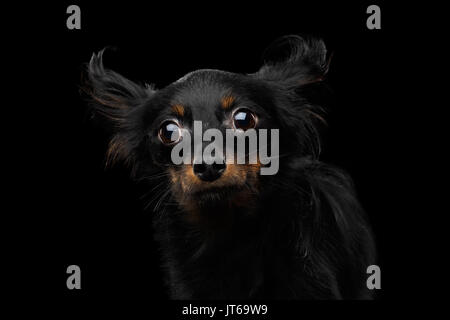 Russian Toy Terrier Dog on Black Background Stock Photo