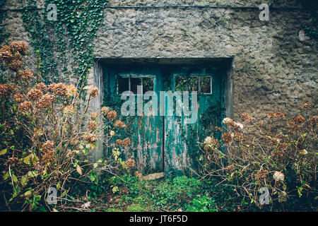 Old aquamarine painted door of abandoned rural house surrounded by hydrangeas and ivy Stock Photo