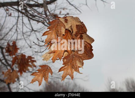 Sorrow and solitude concept as a group of old weathered leaves in autumn shaped as a human head as a sadness symbol in a 3D illustration style. Stock Photo