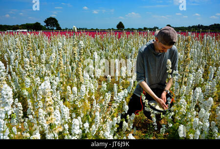 Liam Richards from Pershore picking  the delphinium confetti from the Confetti Field in Wick, Worcestershire where18 acres of delphiniums are currently being picked for confetti by The Real Flower Confetti Company. One of the world's largest carpets of flowers, the fields are closed to the public from today while the crop is picked.Photos by John Robertson, 9th July 2017. Stock Photo