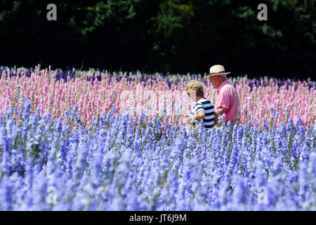 Visitors amongst the delphinium confetti from the Confetti Field in Wick, Worcestershire where18 acres of delphiniums are currently being picked for confetti by The Real Flower Confetti Company. One of the world's largest carpets of flowers, the fields are closed to the public from today while the crop is picked.Photos by John Robertson, 9th July 2017. Stock Photo