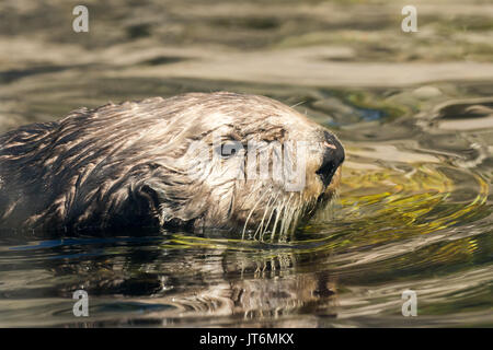 Sea Otter Stock Photo