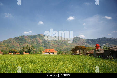 Sawah di Desa Limbangan, Garut, Indonesia Stock Photo