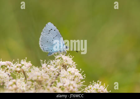 Holly blue (Celastrina argiolus) feeding on hogweed. Female British insect in the family Lycaenidae nectaring with underside visible Stock Photo