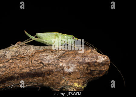 Oak bush-cricket (Meconema thalassinum) in profile.Adult female British cricket in the family Tettigoniidae, order Orthoptera, against black Stock Photo