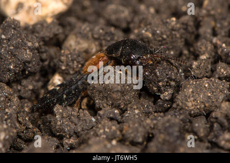 Platydracus stercorarius rove beetle. Red and black predatory beetle in the family Staphylinidae, hunting amongst soil Stock Photo