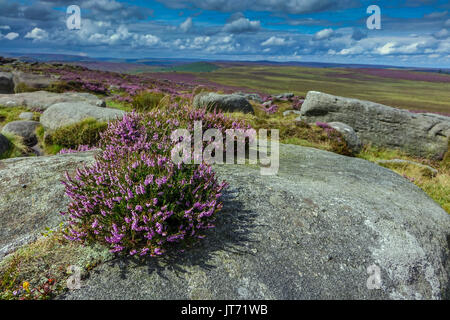 Carpet of purple heather, summer, Stanage Edge, Peak District, Derbyshire Stock Photo