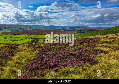 Carpet of purple heather, summer, Stanage Edge, Peak District, Derbyshire Stock Photo