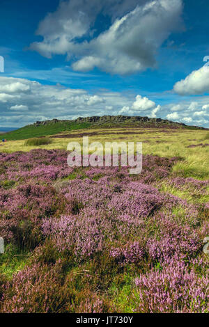 Carpet of purple heather, summer, Stanage Edge, Peak District, Derbyshire Stock Photo