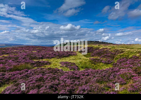 Carpet of purple heather, summer, Stanage Edge, Peak District, Derbyshire Stock Photo