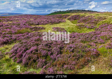 Carpet of purple heather, summer, Stanage Edge, Peak District, Derbyshire Stock Photo