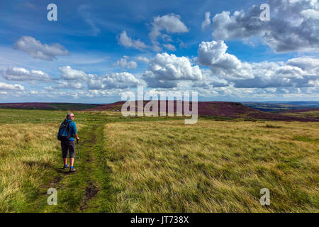 Solitary walker and carpet of purple heather, summer, Stanage Edge, Peak District, Derbyshire Stock Photo