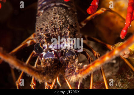 front view of a European Spiny Lobster (Palinurus elephas), L'escala, Costa Brava, Catalonia, Spain Stock Photo