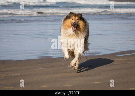 A stunningly beautiful young rough collie playing on the beach Stock Photo