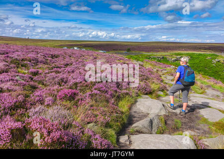 Solitary walker and carpet of purple heather, summer, Stanage Edge, Peak District, Derbyshire Stock Photo