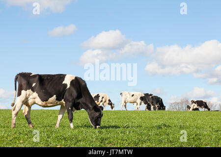 Black and white Holstein dairy cow grazing in a green pasture during golden hour in the evening on the skyline against a blue sky and white clouds wit Stock Photo